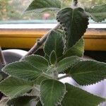 Coleus barbatus Leht