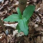 Epipactis leptochila Leaf