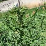 Cirsium ferox Leaf