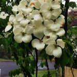 Cornus kousa Hábito