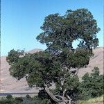 Pinus edulis Hábito