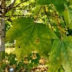 Acer cappadocicum Blatt