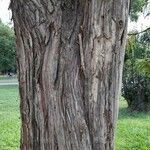 Cryptomeria japonica Bark