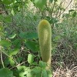 Pilosocereus chrysostele Hoja