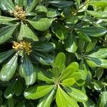 Pittosporum tobiraপাতা