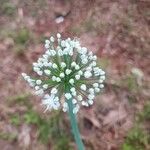 Allium cepa Blüte