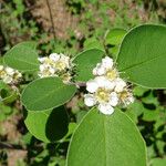 Cotoneaster nummularius পাতা