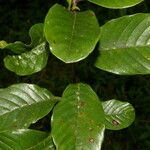 Davilla nitida Yaprak