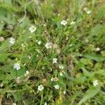 Linum catharticum Floare