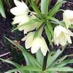 Fritillaria raddeana