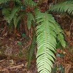 Polystichum munitum Foglia