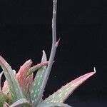 Aloe sinkatana Flor