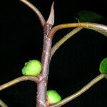 Ficus richteri Ŝelo