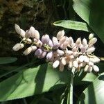 Aechmea lueddemanniana Flower