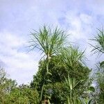 Cyperus giganteus Хабит