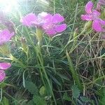 Dianthus glacialis Hoja