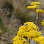 Helichrysum italicum Кветка