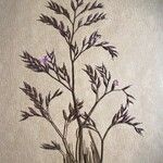 Limonium insigne Hoja