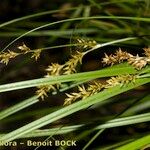 Carex elongata Altro