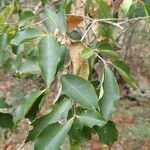 Eugenia brongniartiana 葉