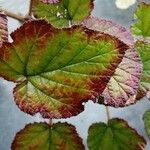 Rubus tricolorLeaf