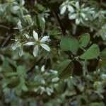 Amelanchier utahensis 整株植物