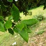 Quercus ilex Blad