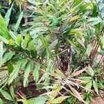 Wallichia oblongifolia Hábito