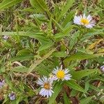 Symphyotrichum puniceum Fuelha