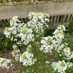 Armoracia rusticana Blomst