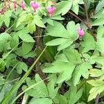 Dicentra spectabilis Hoja