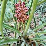 Aechmea distichantha Owoc