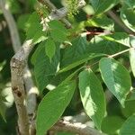 Toxicodendron trichocarpum Листок