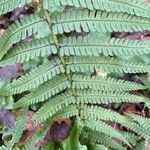 Dryopteris affinis (Lowe) Fraser-Jenk.Blad