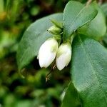 Camellia lutchuensis Leaf