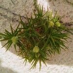 Cyperus eragrostis عادت داشتن
