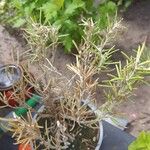 Salvia rosmarinus Leht