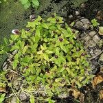 Prunella vulgaris Агульны выгляд