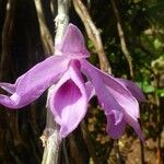 Dendrobium anosmum Blomma