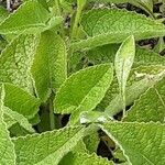 Salvia verticillata Blatt