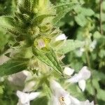 Stachys spinulosa Žiedas