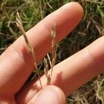 Festuca gautieri Flower