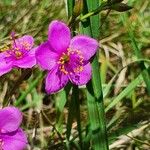 Talinum portulacifolium Цвят