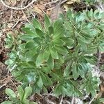 Aeonium lancerottense Feuille