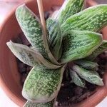 Gasteria pillansii Yaprak