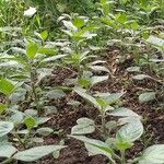 Capsicum pubescens Hoja