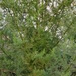 Artemisia annua Habit