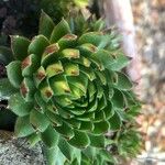 Sempervivum globiferum Leaf