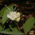 Quadrella indica Flower