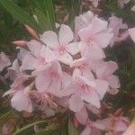 Nerium oleander Flower